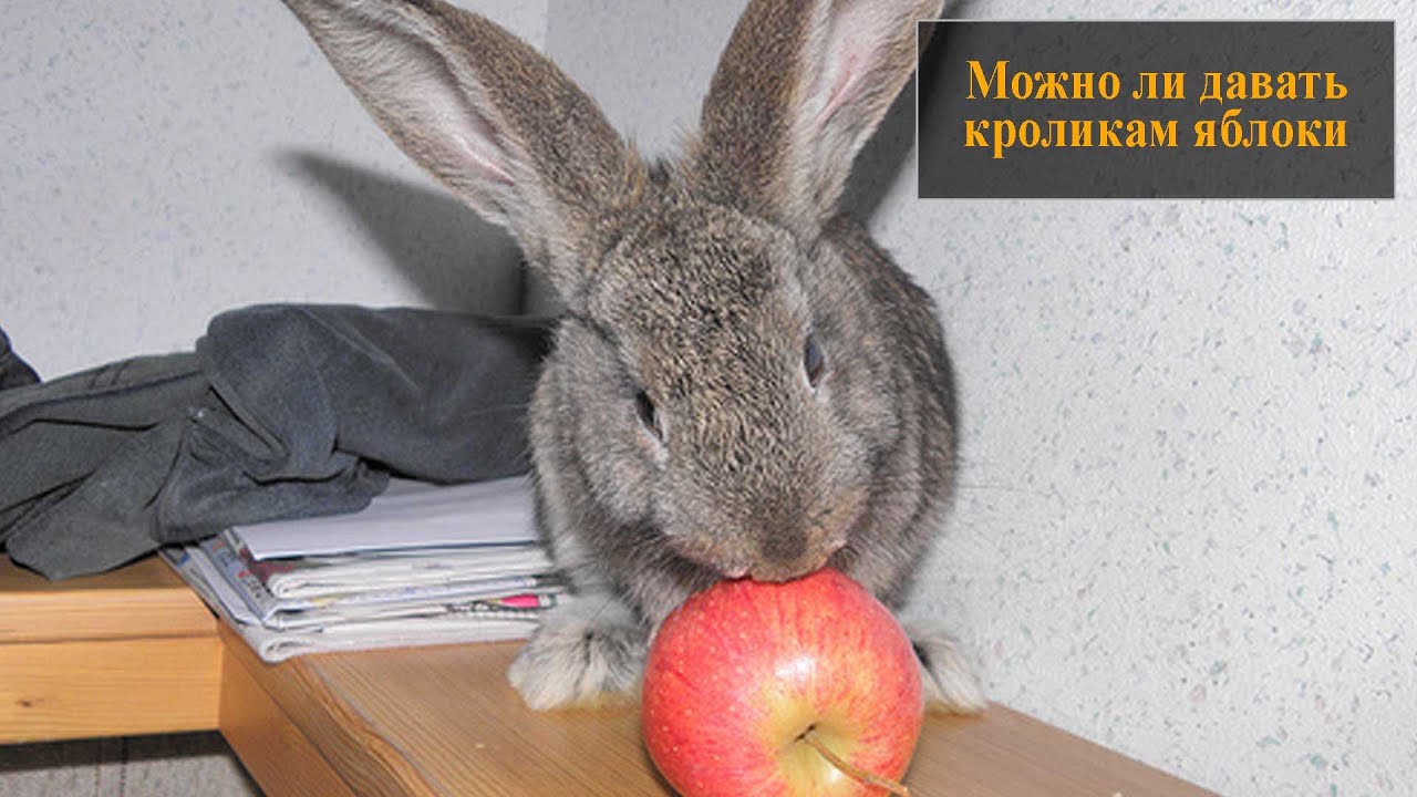 Яблоки кроликам можно давать. Кролик с яблоками. Кролик ест яблоко. Можно ли кроликам яблоки. Ли зайцы яблоки.