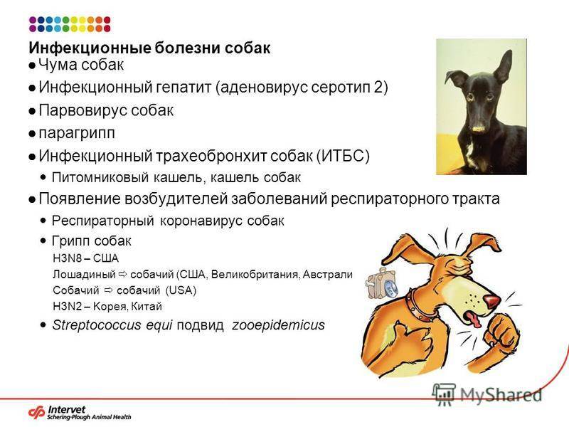 Собака кашляет: от чего и что делать в таком случае
