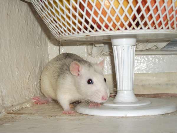 Выбираем декоративную крысу. что нужно знать о будущем питомце: советы заводчика — сам по себе
