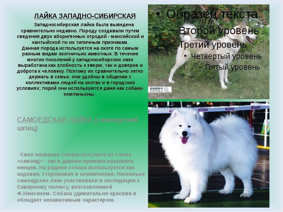 Восточно-сибирская лайка: содержание и фото щенков