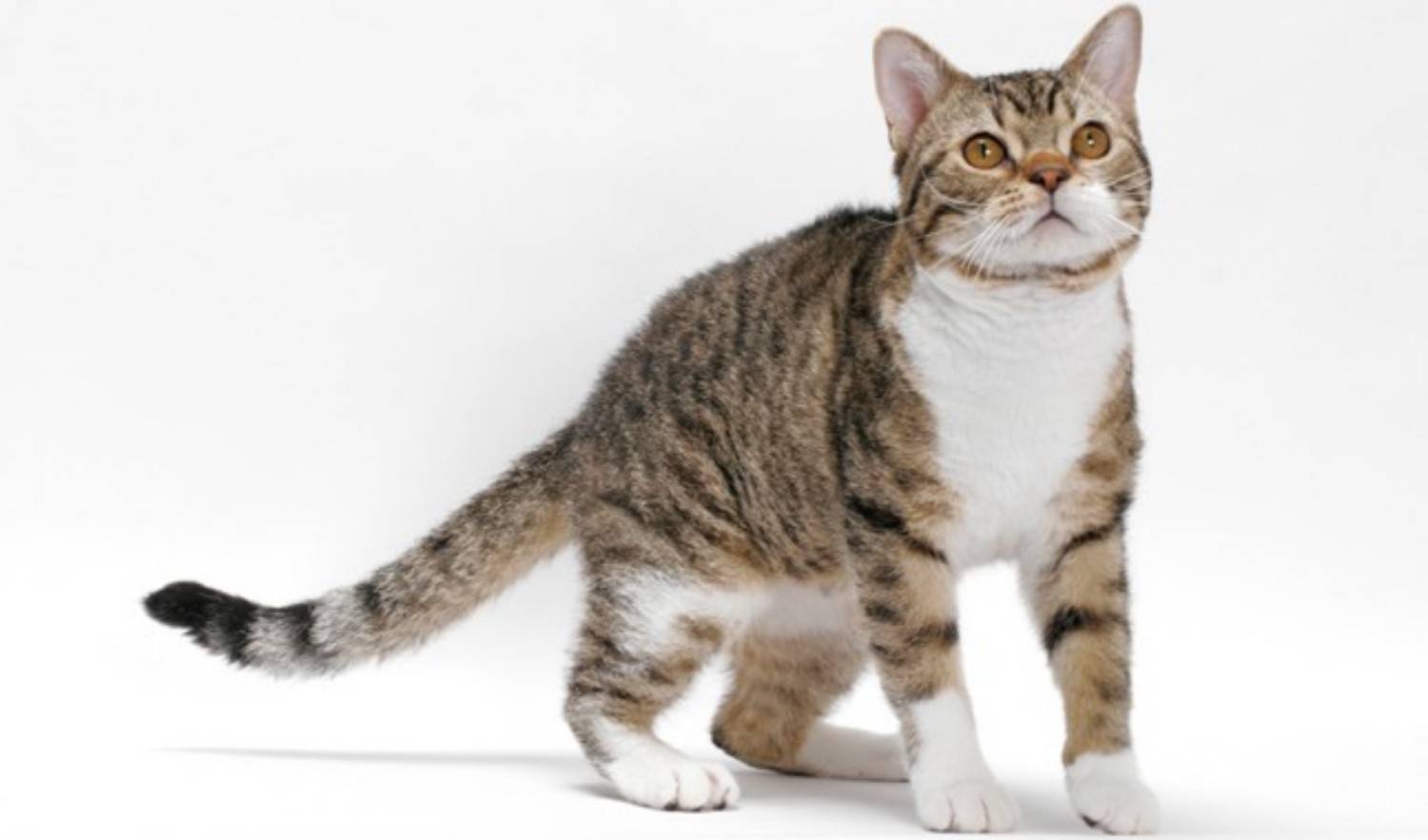 Описание и характер американской жесткошерстной кошки