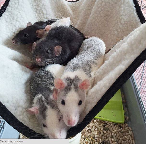Декоративная крыса хаски - описание породы, разновидности, содержание в домашних условиях