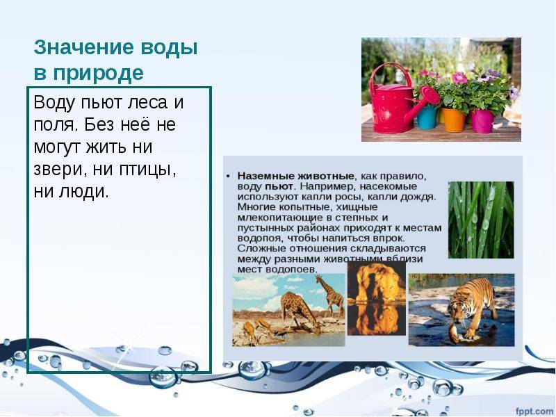Важносты воды для шиншиллы: сколько должна пить шиншилла, возможные причины отказа от воды