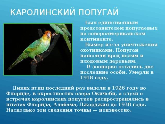 Королевский попугай: фото, особенности австралийской породы, жизнь в дикой природе и в домашних условиях