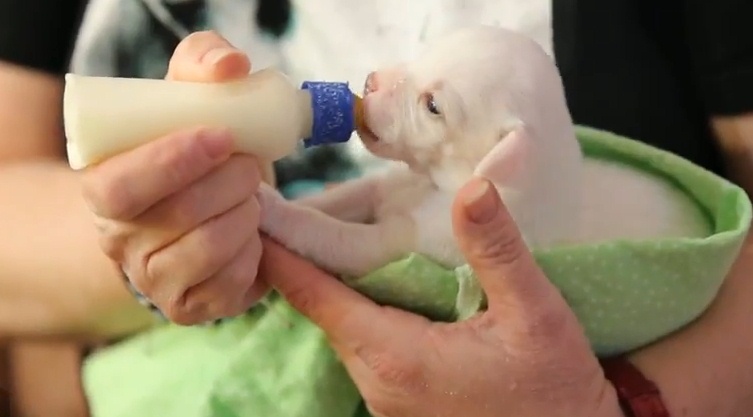 Как правильно кормить ощенившуюся собачку после родов, чтобы было много молока