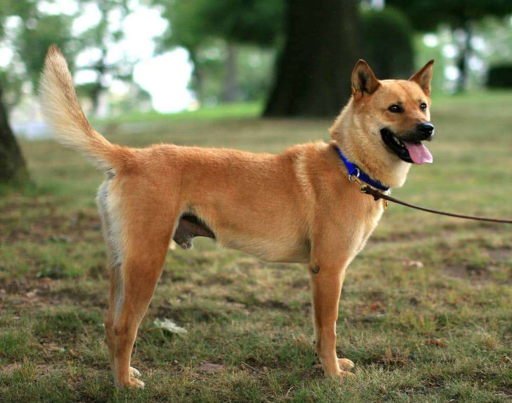 Чиндо собака: описание корейской породы и стоимость щенка
