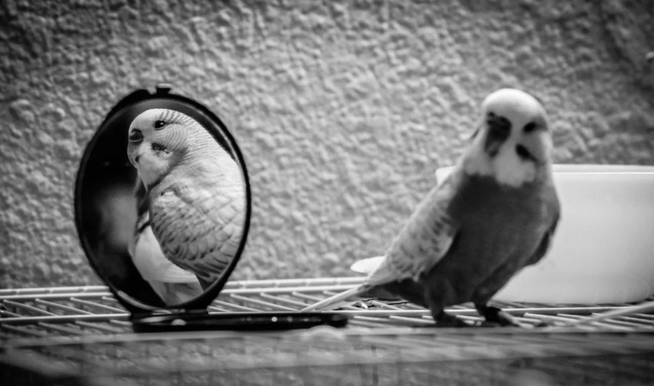 Вопрос: нужно ли попугаю зеркало? - разное | studok.net