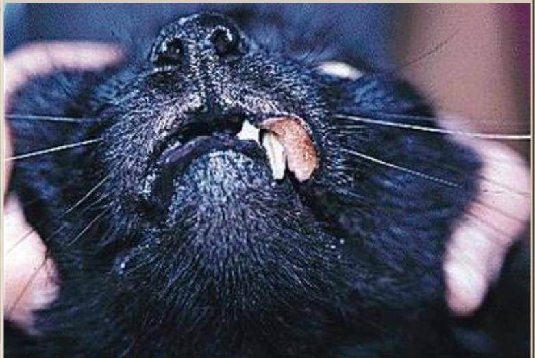 Эозинофильная гранулема у кошек: терапия и лечение, фото