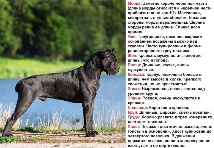 Кане-корсо: описание породы, здоровье, характер, особенности ухода | блог ветклиники "беланта"