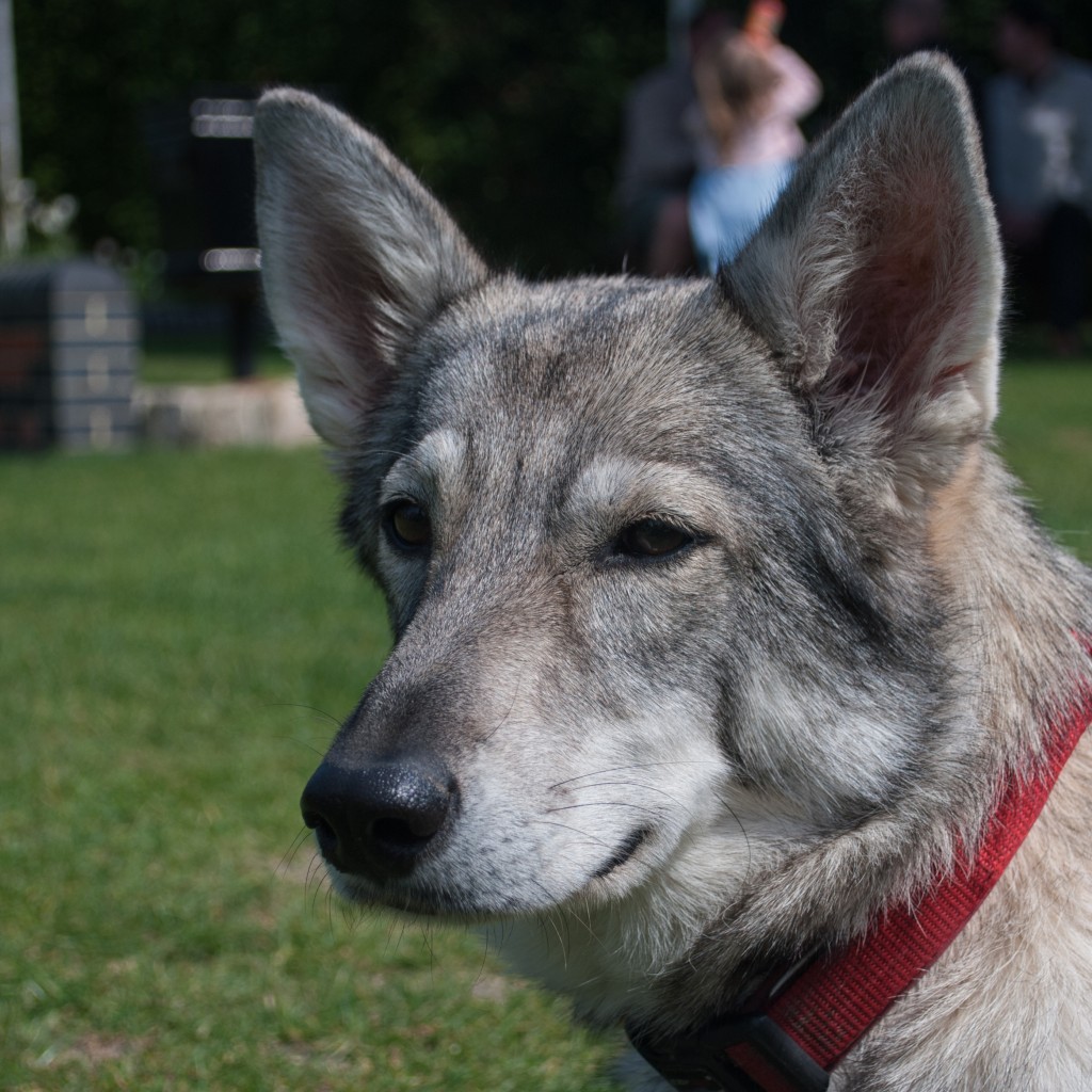 Утонаган (волчья собака): описание редкой породы, фото собак