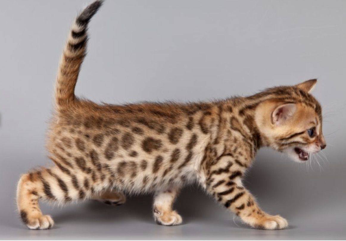 Кошки тигрового окраса: примеры названий пород и уход за питомцем