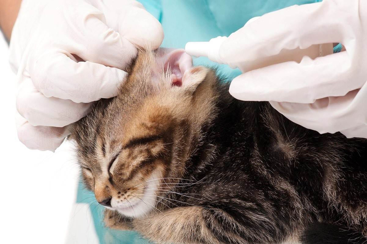 Кот чешет уши. Отодектоз. Ушной клещ у кошек. Ушной клещ (отодектоз) у котов. Отодектоз (ушная чесотка).