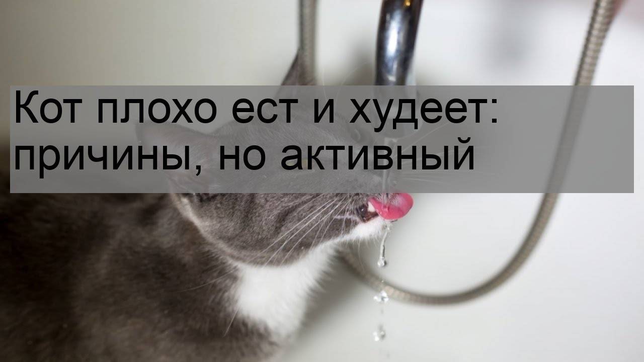 Что делать, если кот не ест