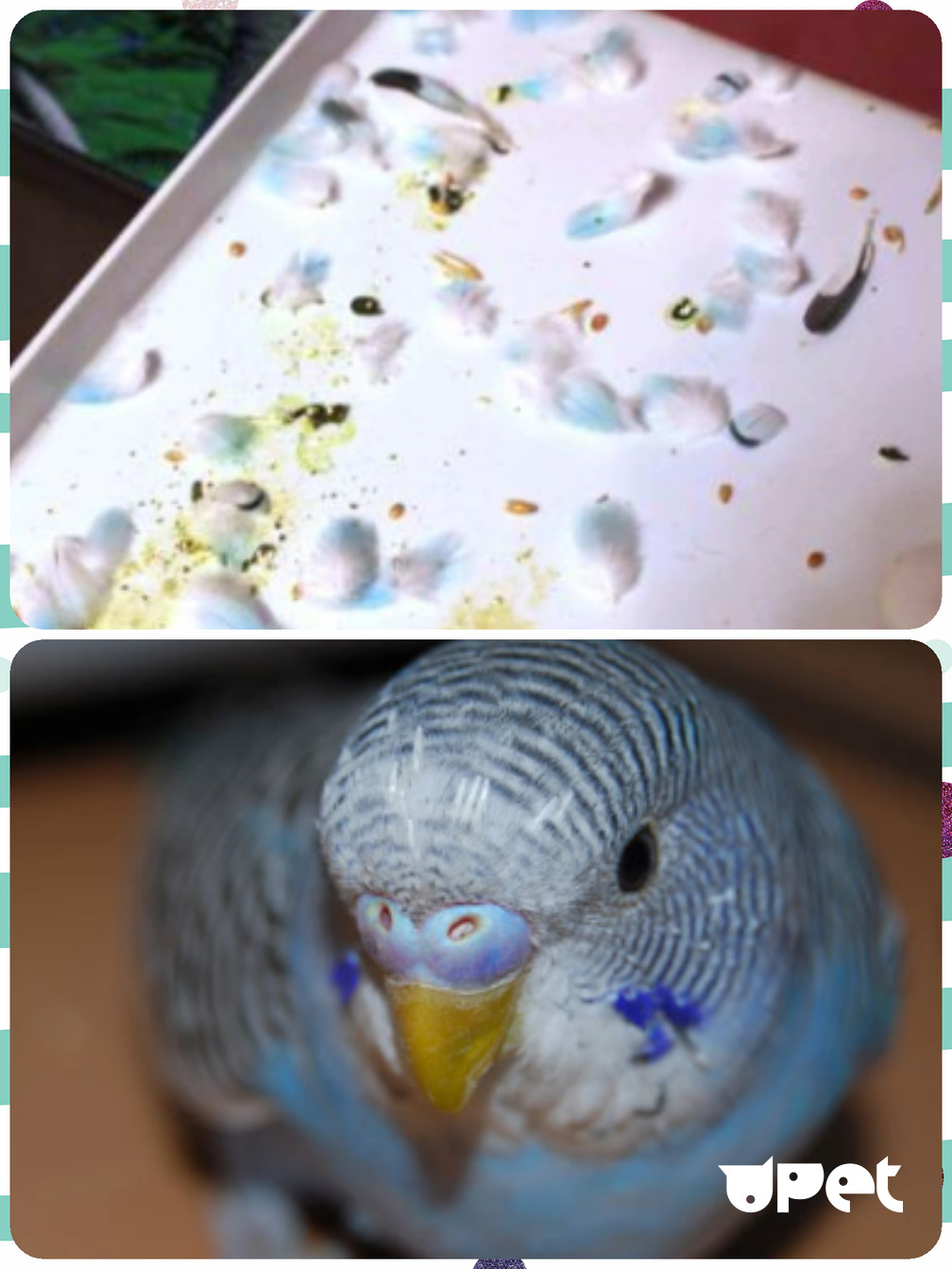 Линька у попугаев: причины, время и длительность | главная