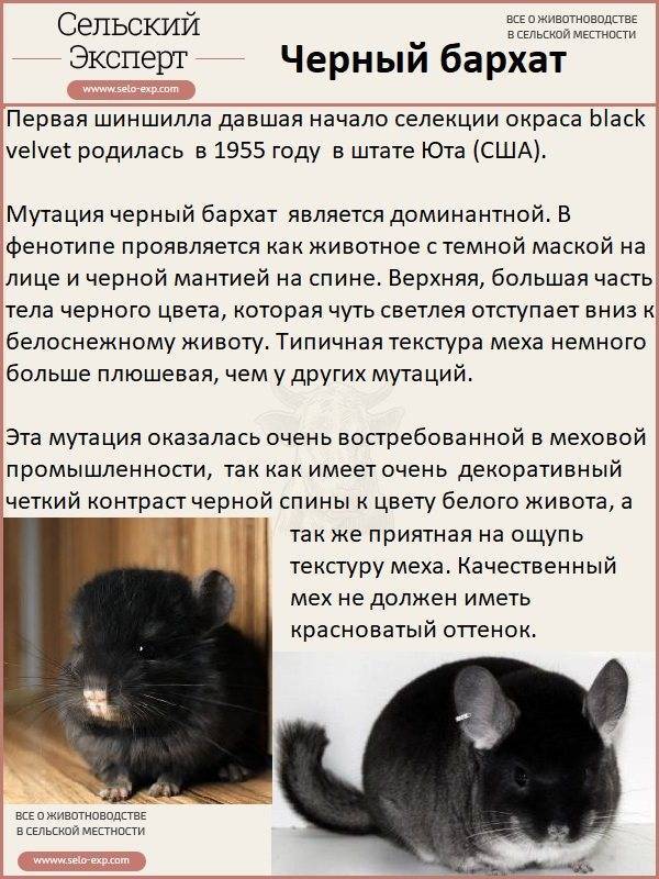 Зверек шиншилла – домашняя плюшевая радость. фото зверька шиншилла и описание