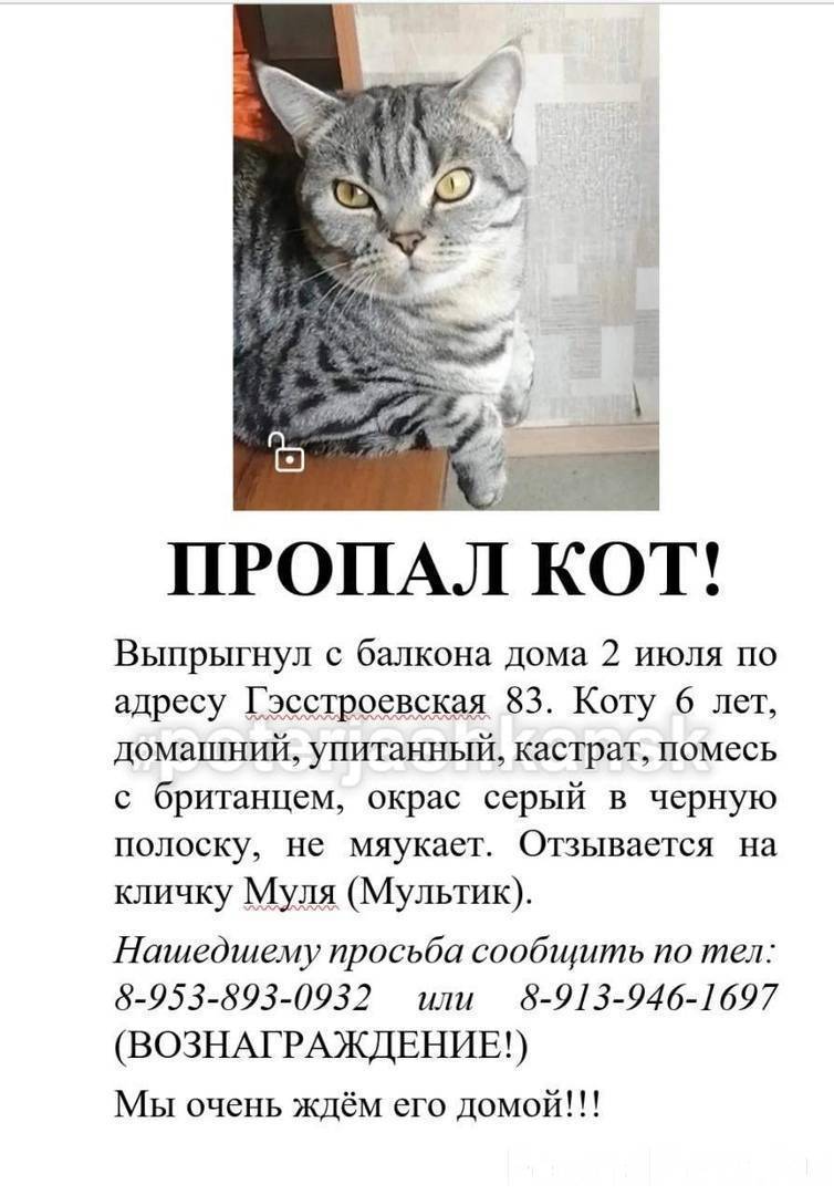 Что делать, если потерялась кошка: советы где искать, как написать объявление, и не попасть в руки мошенников | звери дома
