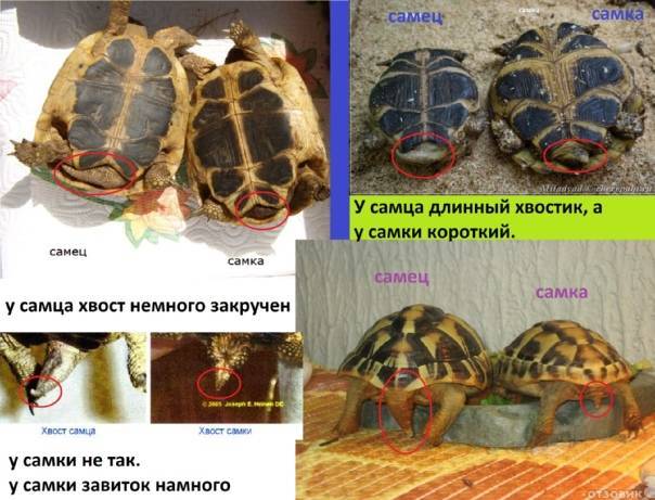 Как определить пол и возраст сухопутной черепахи