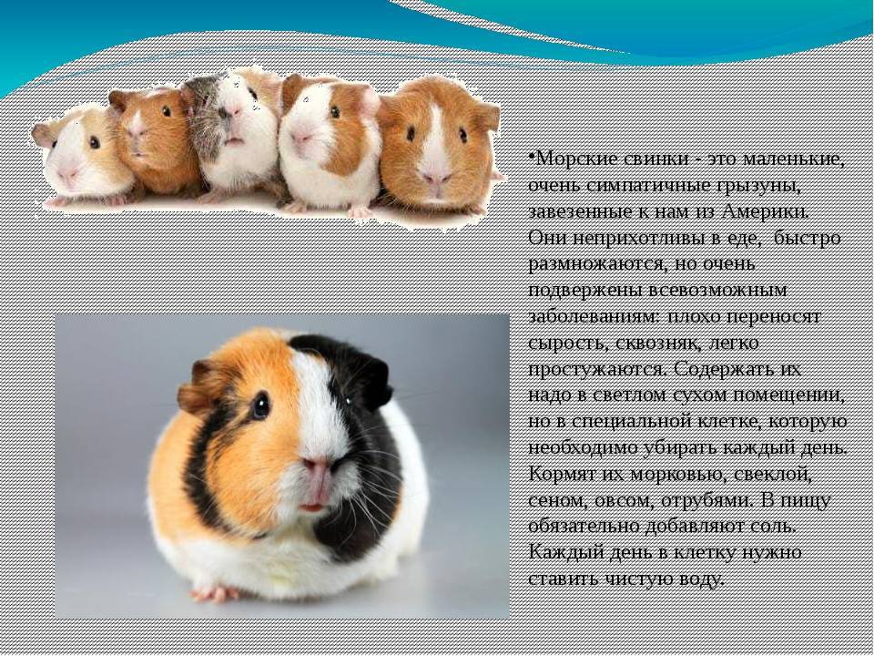 Морская свинка