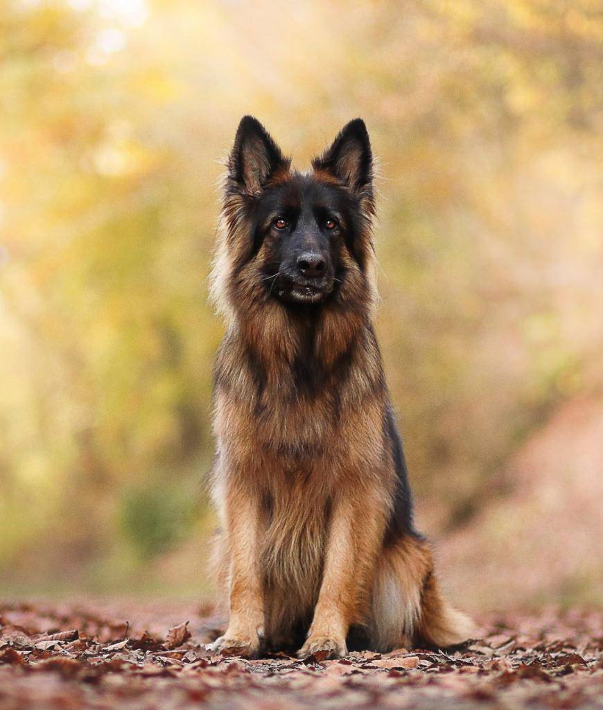 Немецкая овчарка: все о породе, характеристика и описание собаки с фото, видео и отзывами