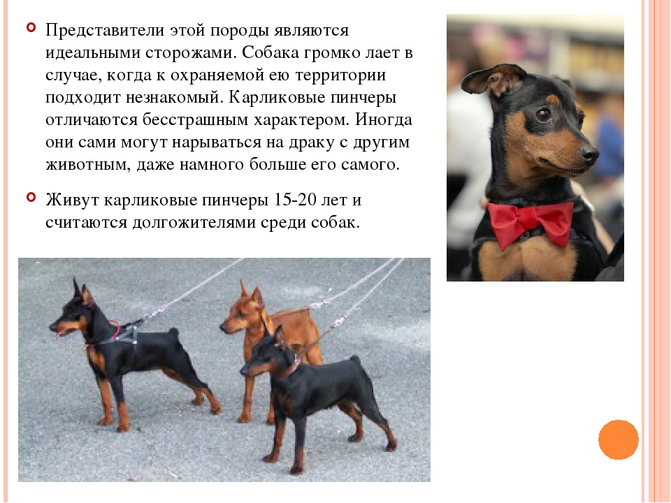 Цвергпинчер: плюсы и минусы породы, описание характера, фото