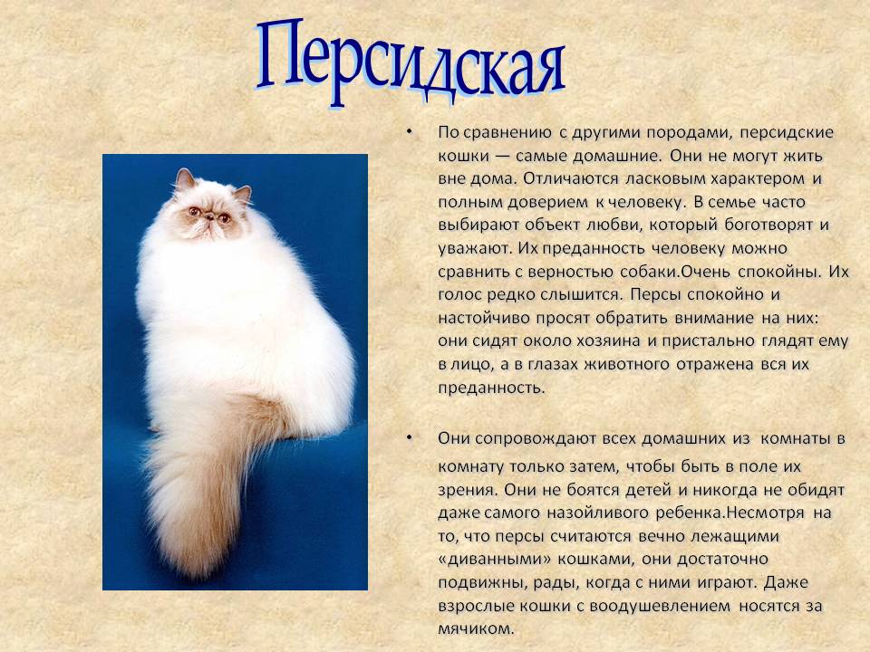 Персидская кошка: фото, описание породы, характер, здоровье