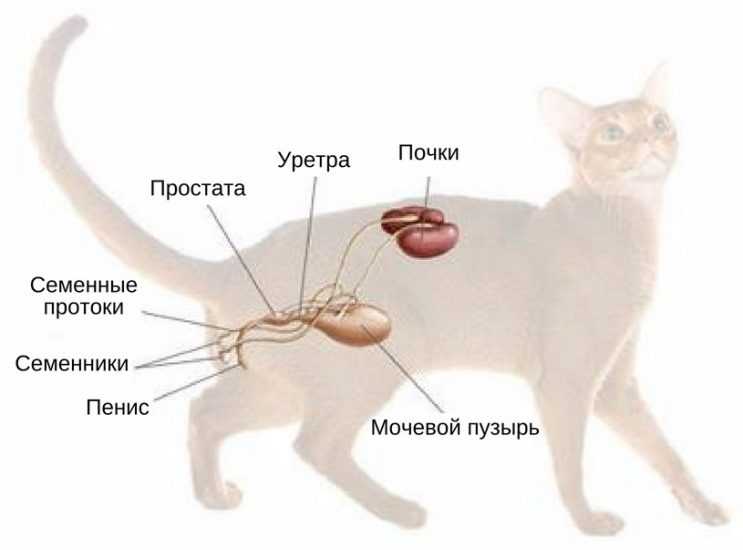 Все, что вам нужно знать об инфекции мочевыводящих путей (имп)