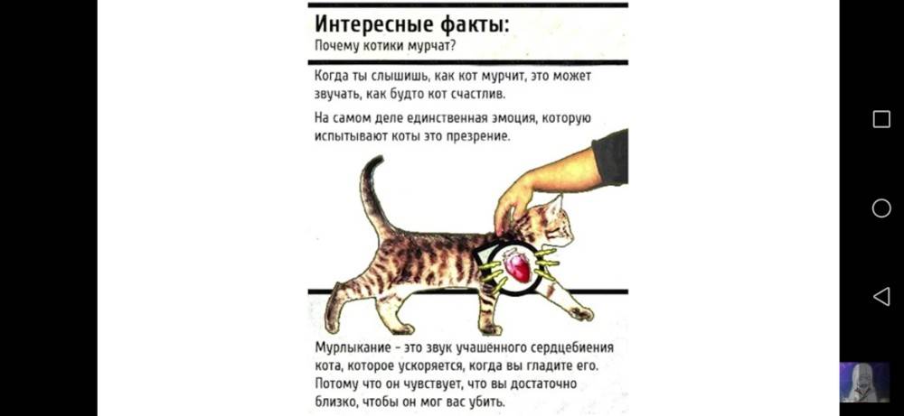Почему кошка кусается, когда ее гладишь?