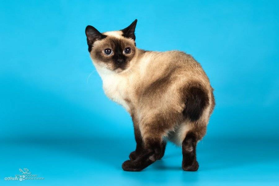 Скиф тай дон (той боб): описание породы, фото, стандарты, окрасы, характер кошки