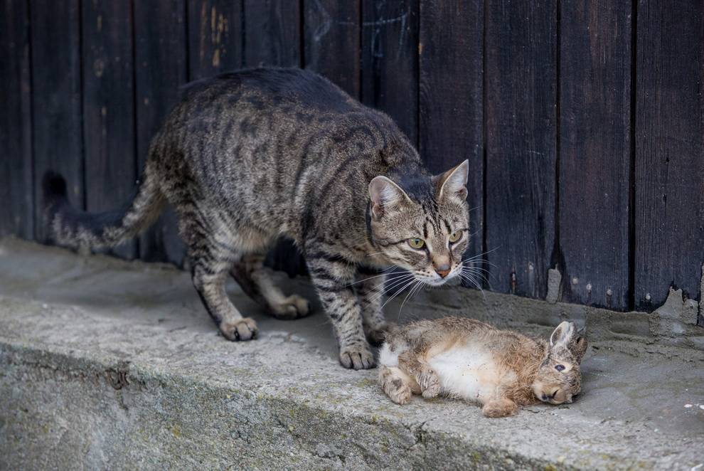 Породы кошек крысоловок: кимрик, мейн-кун, курильский бобтейл - какая лучше