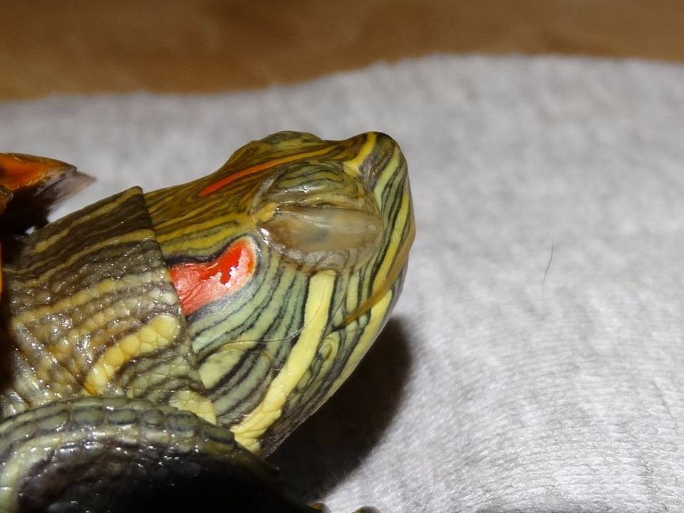 Болезни глаз у красноухих черепах: симптомы и лечение
