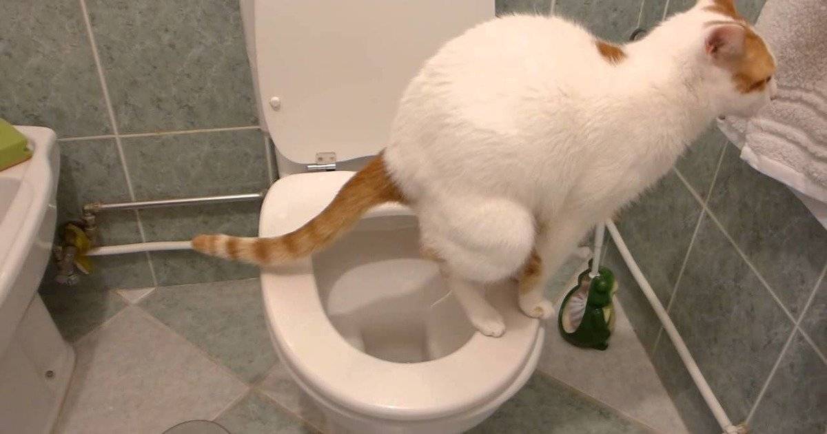 У кошки понос со слизью