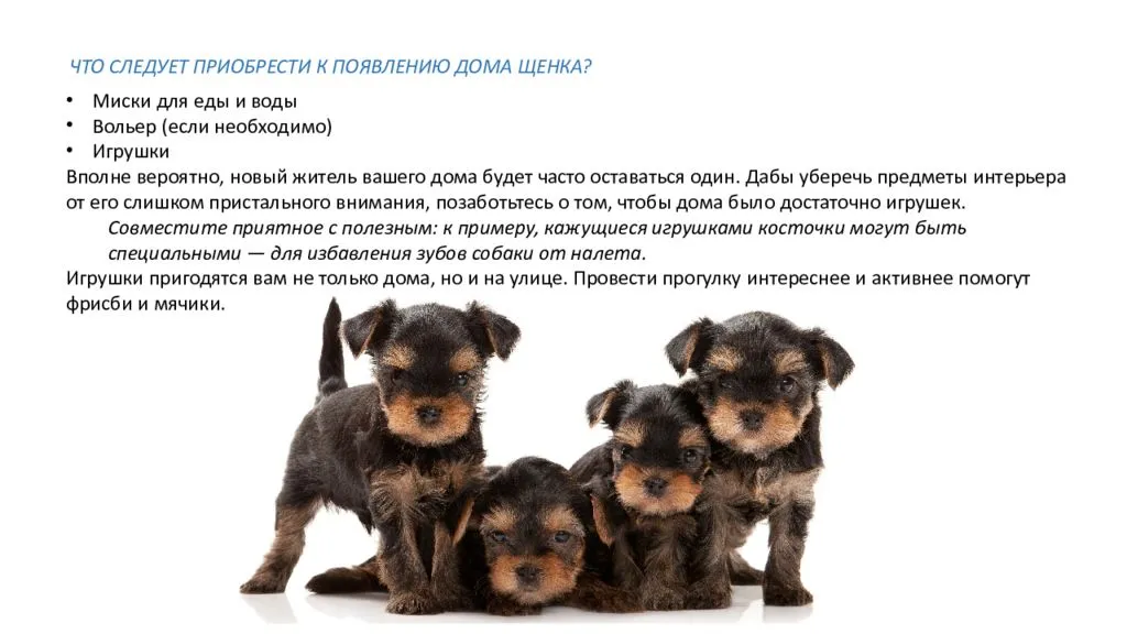 Алиментный щенок что это значит?