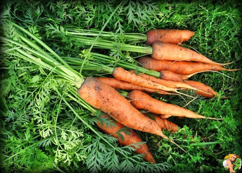 Можно ли кроликам морковь и морковную ботву