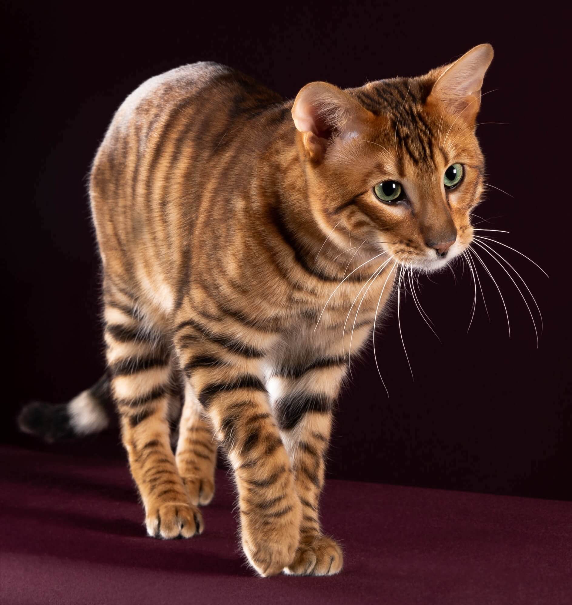 Кошки тигрового окраса или усатики-полосатики в «тельняшках» |