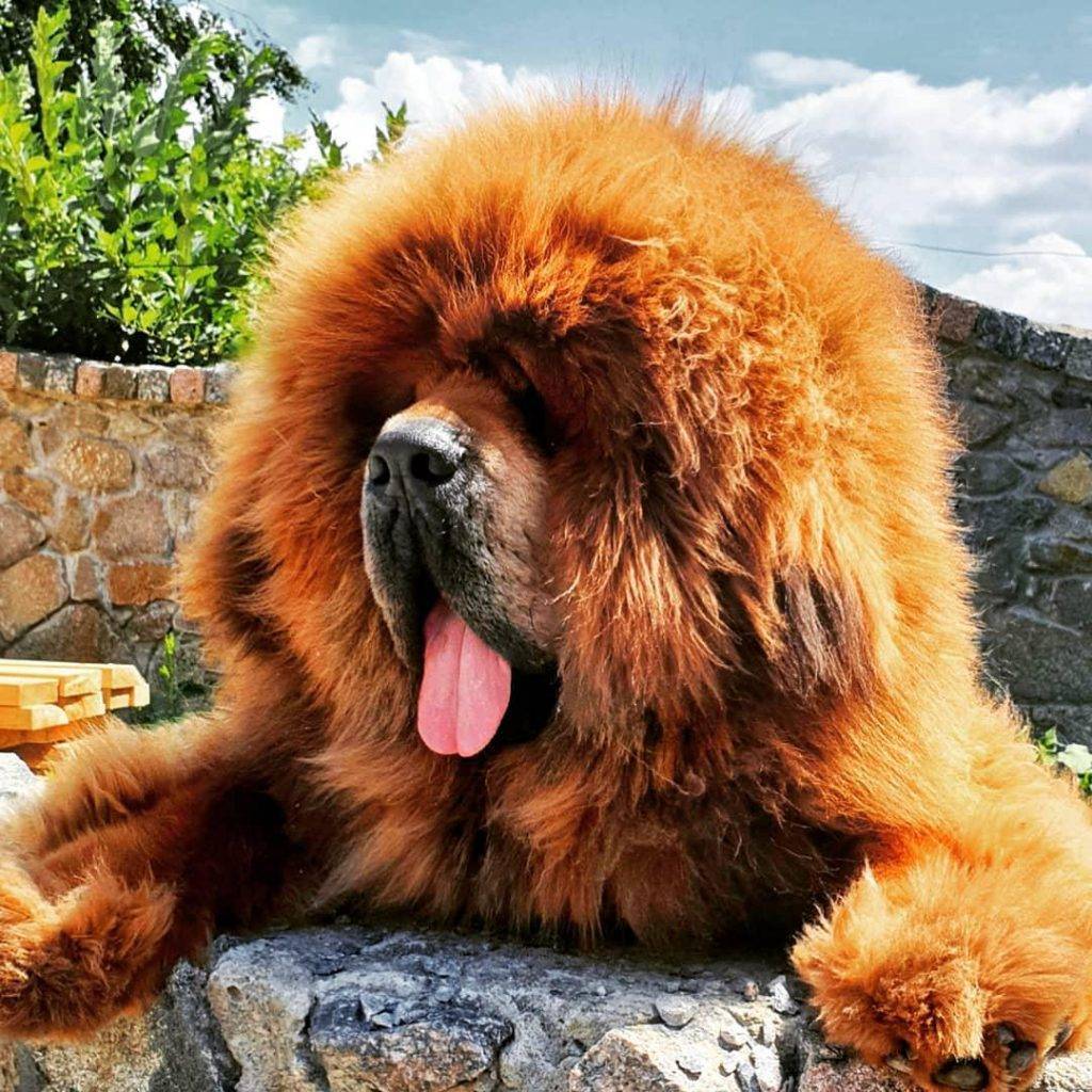 Самые дорогие породы собак в мире: названия, описание и фотографии
