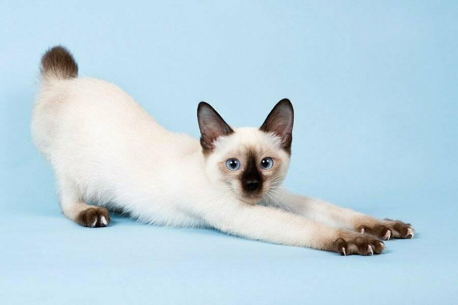 Самые маленькие кошки в мире: породы и особенности ухода за карликовыми котами