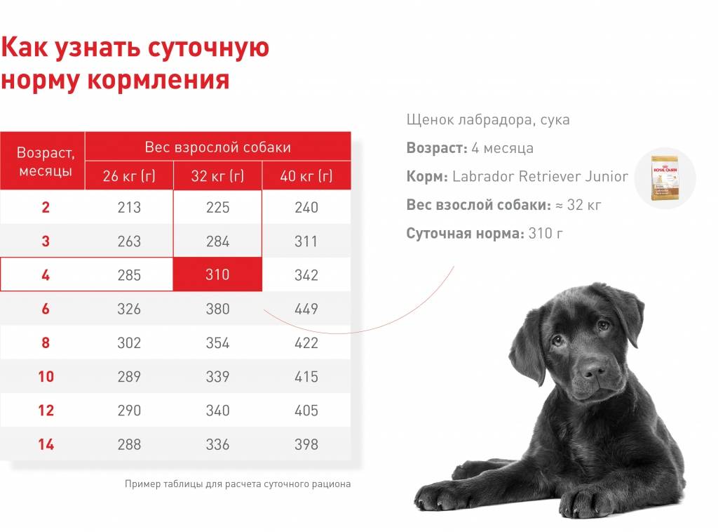 Сколько лет живут собаки
