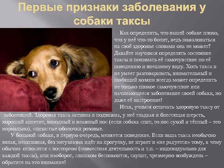 Такса
