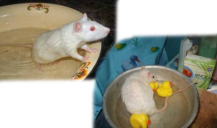 Как правильно мыть декоративную крысу в домашних условиях и нравится ли купание питомцу