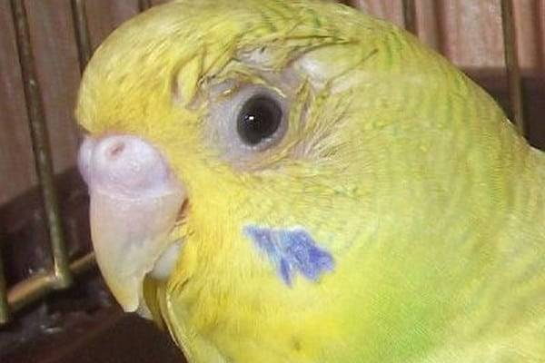 Воспалился глаз у попугая волнистого лечение