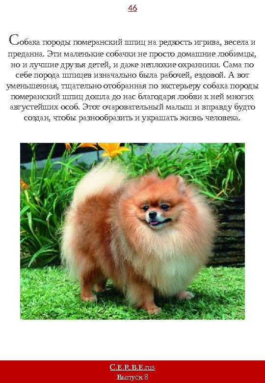 Померанский шпиц: всё о породе, характер, уход, фото