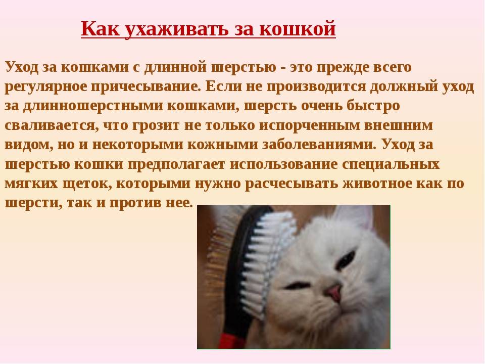 Как избавиться от шерсти кошки в квартире