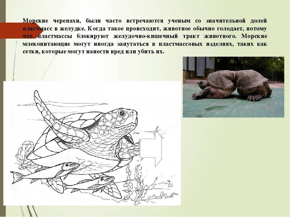 Фауна черепахи – дайвинг спот