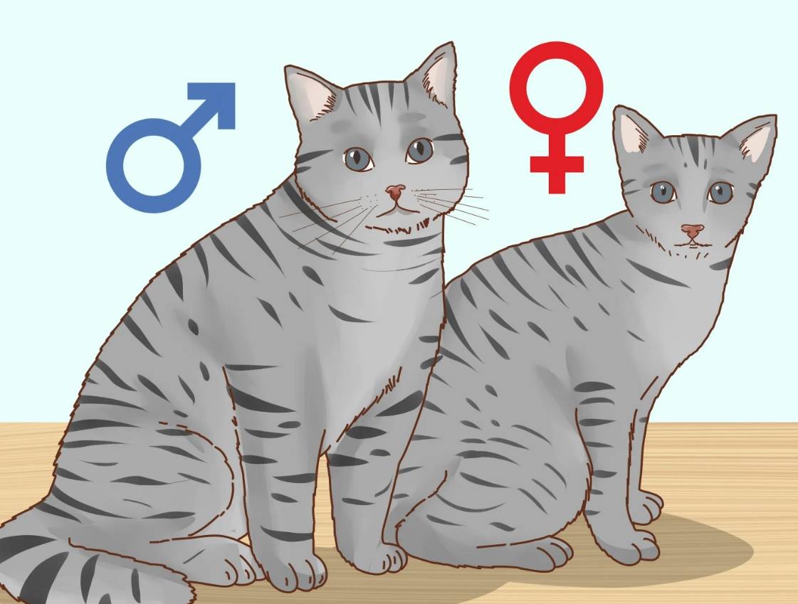 Как определить, кот или кошка?