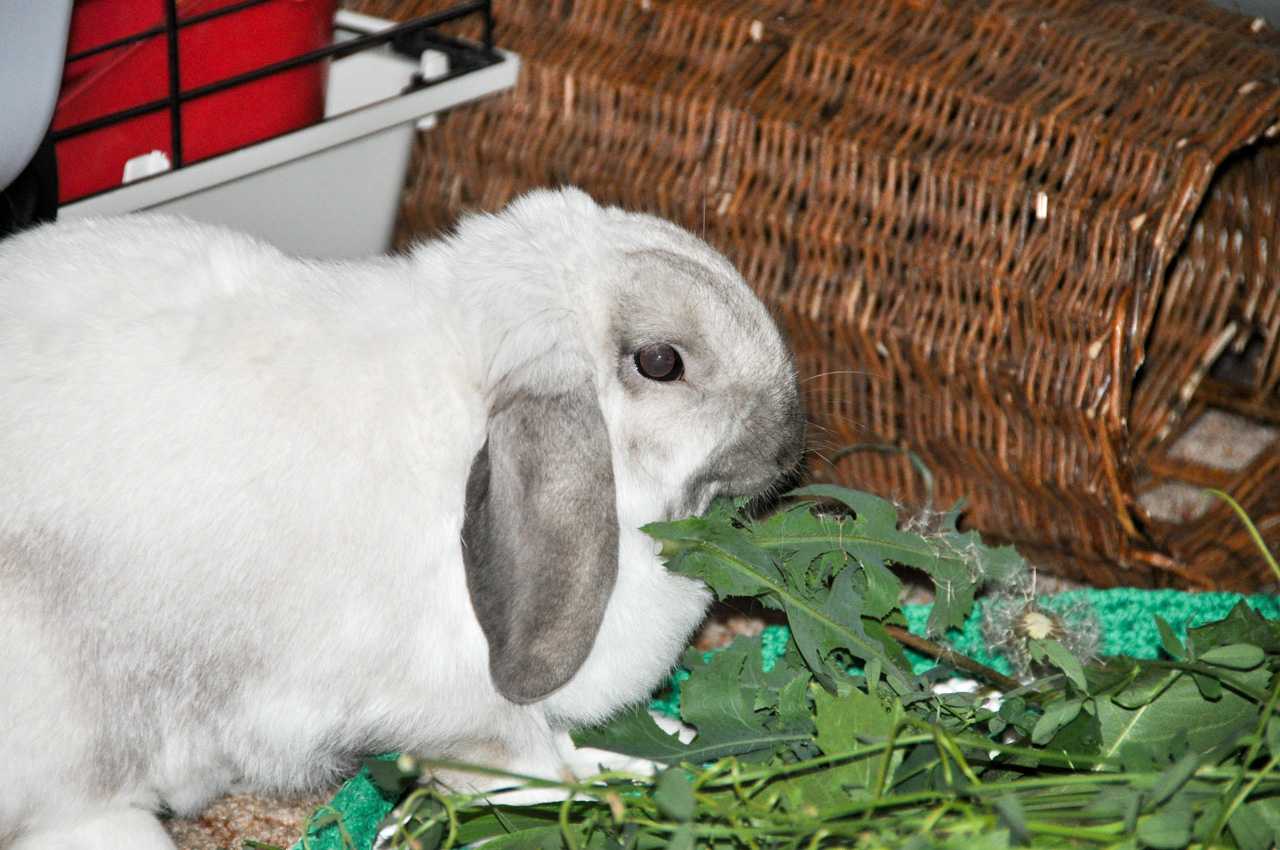 Можно ли давать кроликам одуванчики: польза или вред стеблей, листьев и цветка