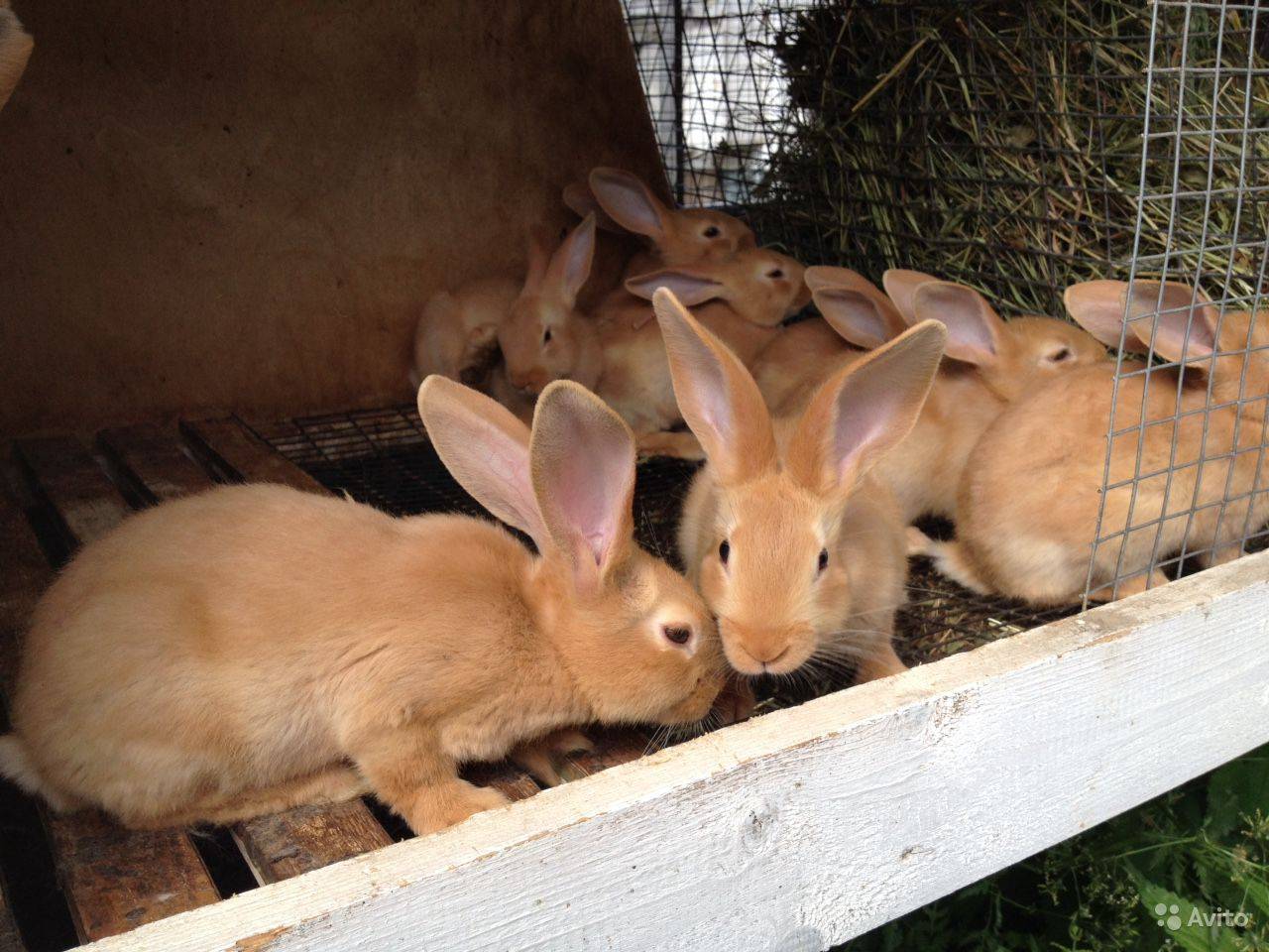 Бургундский кролик: описание, продуктивность породы и разведение