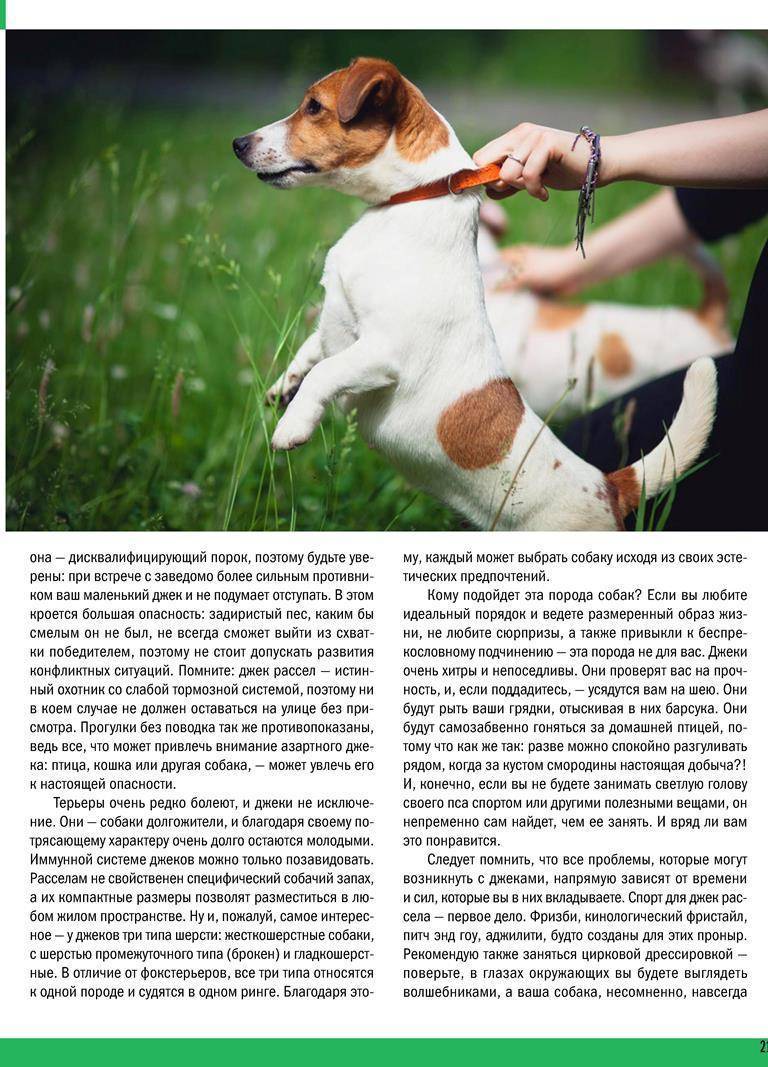 Собака джек рассел терьер: описание породы, чем кормить, характер, уход и содержание, фото