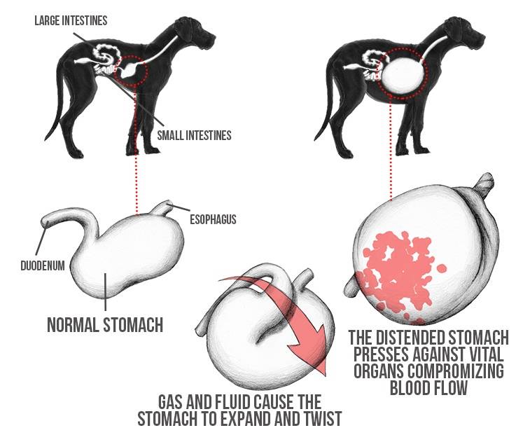 Заворот желудка у собак: причины, симптомы и лечение | все о собаках