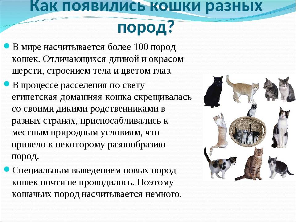 Как относятся к кошкам в странах мира