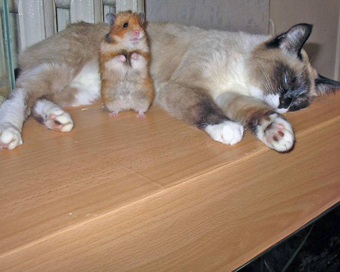Хомяк и кот в одной квартире